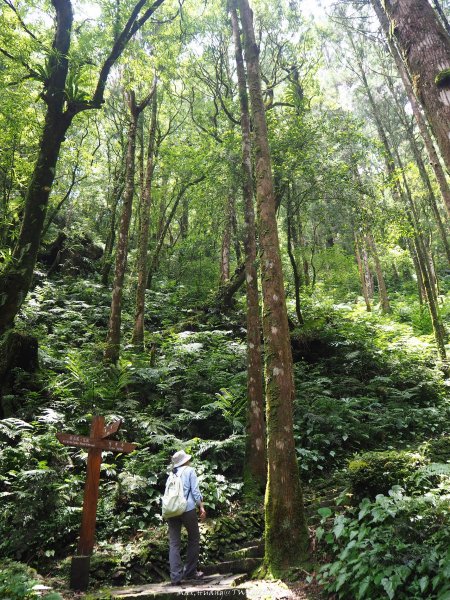 《宜蘭》北橫明珠｜明池國家森林遊樂區201805192889305