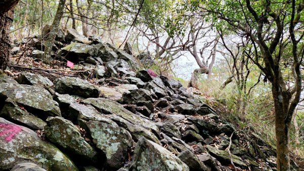 波津加山，太平蝙蝠洞延伸步道，福田賞桐生態步道，美崙山步道，台東鯉魚山2005045