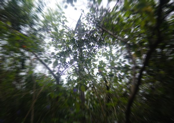 烏山嶺水利古道2799203