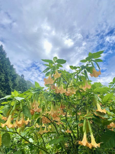 溪頭山、竹崙山、志騰山三山O型順撿內湖山  2024/5/312517722