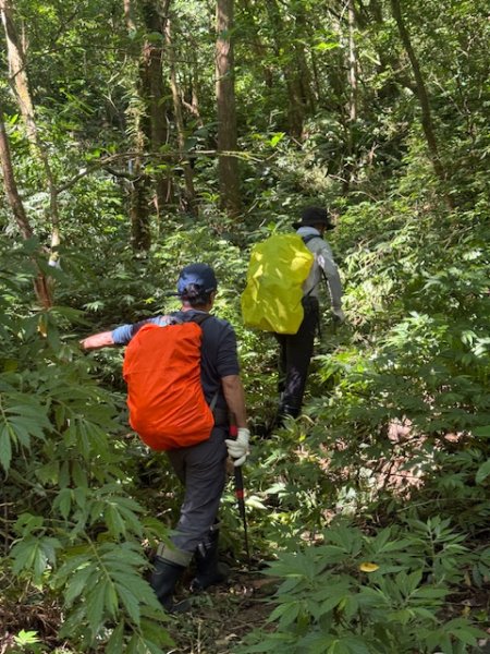 2025-08-30 豎旗山西北稜上-豎旗山-烏山古道西段下2874125