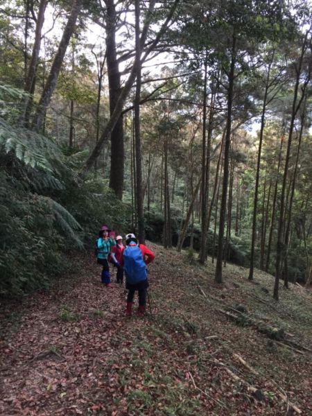 惠蓀林場-小出山308510