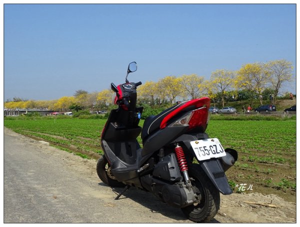 嘉義/朴子溪風鈴木874430