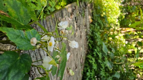 【暑假停課不停走】解鎖第49座小百岳#093都蘭山2822524