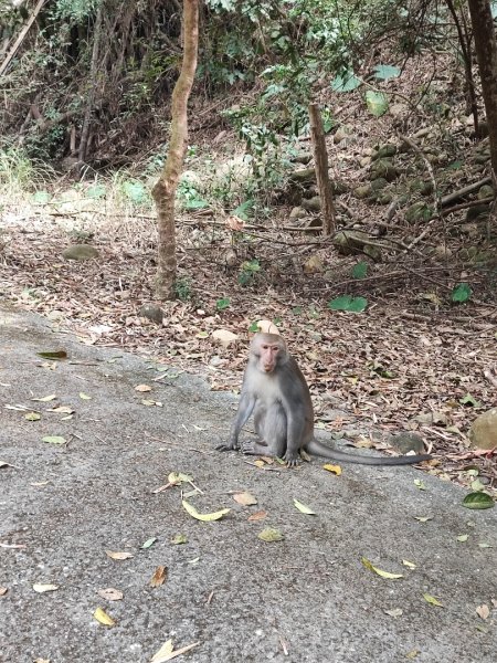 坑內坑森林步道-(彰化)臺灣百大必訪步道2447013