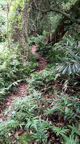 20250531 新竹關西 赤柯山及東獅頭山 O型2801104