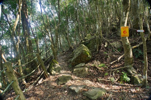 苗栗 泰安 上島山3023051
