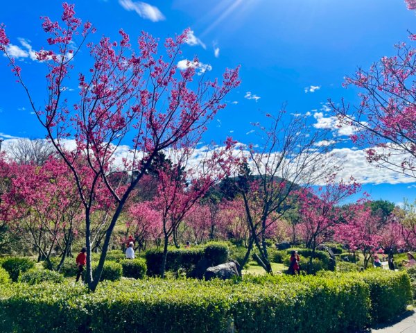 風尾步道-十八份拐圳步道-陽峰古道-頂坪櫻田-橫嶺古道-半嶺水圳古道-崧溪瀑布-天母圓環2419716