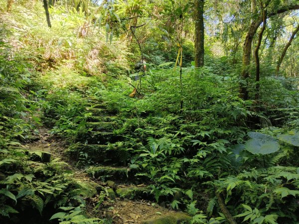坪林區南闊瀨行(枋山坑古道+枋山坑崙+闊瀨越嶺保甲路O型)2916770