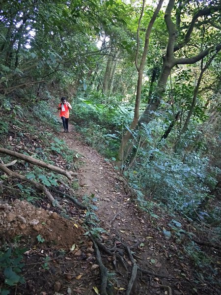 竹篙山南峰，松石草原初體驗1121079