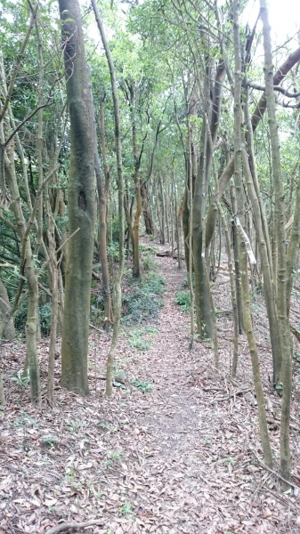 金明山+柯子林山（如意湖）48794