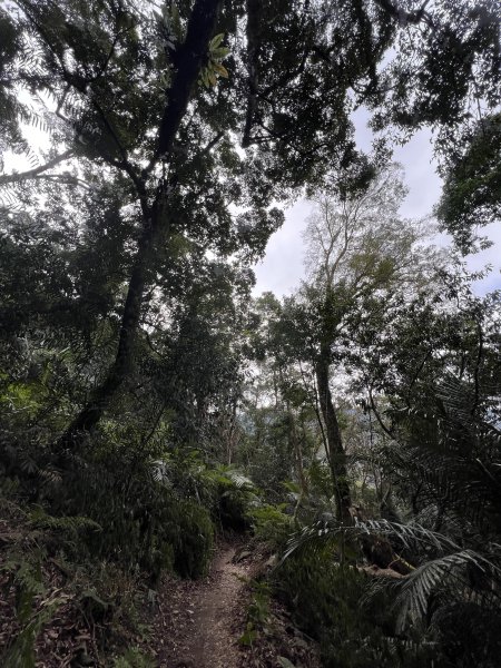 雪山坑環線步道3023312