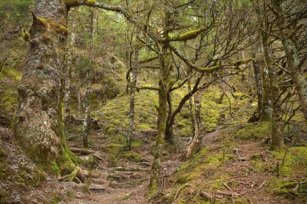 奇萊主北：奇萊北峰、月形池1322916