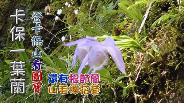 登卡保山賞國寶級一葉蘭，順賞根節蘭、山毛櫸花苞、雲森4瀑、阿花瀑布