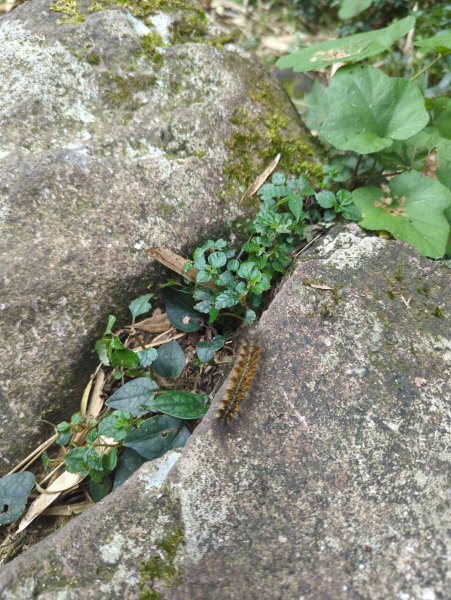 2025.06.28－大屯山連走中正山2823300