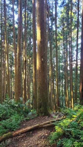 新竹五峰-油羅山2651283