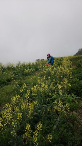 米羅山之木292526