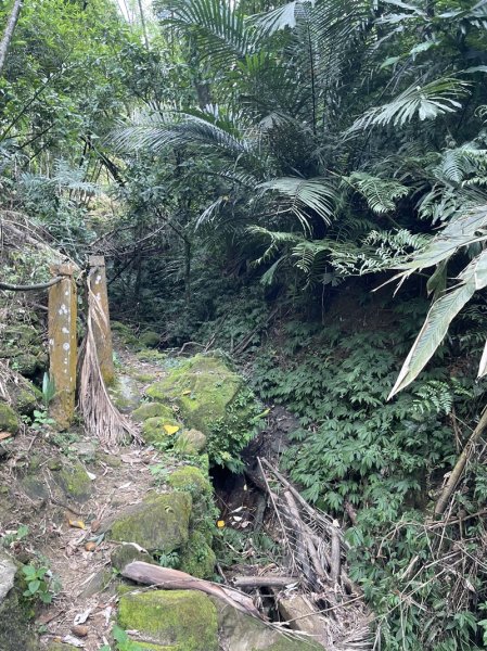 【天上山系】望月亭桐花2869351