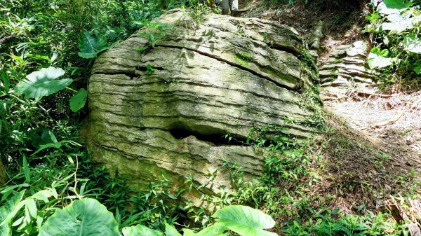 微笑山線百年大榕樹段2848409