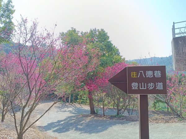 霧峰八德巷登山步道(至296峰)2443421