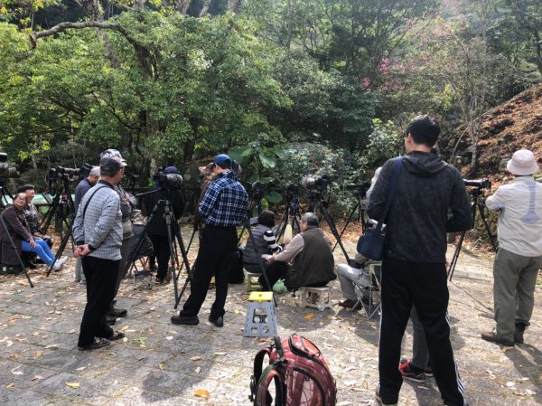 八仙山森林遊樂區【與藍腹鷴漫步在春光裡】531625