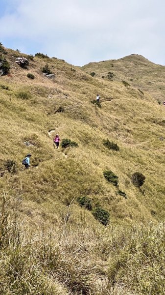 合歡東峰、小奇萊賞玉山杜鵑2542736