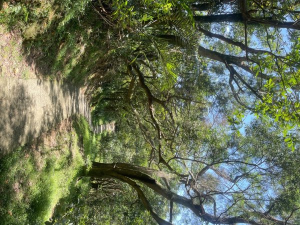 微笑山⛰️線-大棟-二格山-五分山-天上山-鳶山💎12條步道完成💙2837227