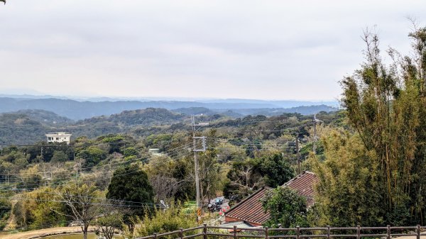 大北坑魯冰花2435724