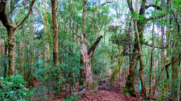 油羅山(一上三下)2959176