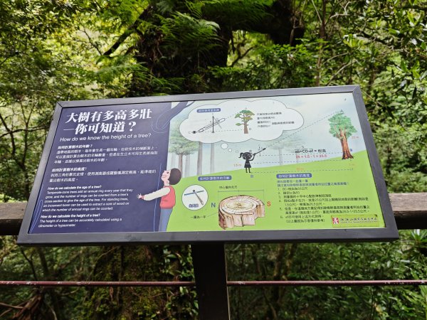 2025_0713 拉拉山神木群步道2837363