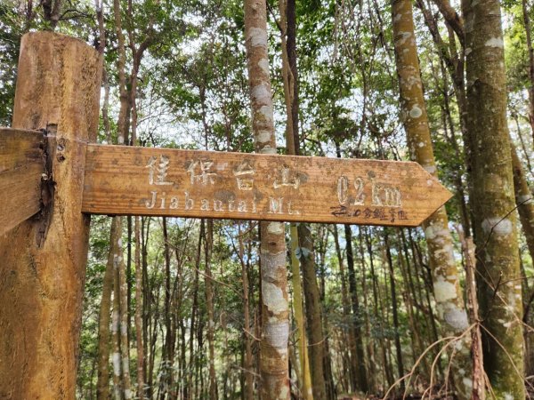 【中級山】谷關七雄八仙山2745082