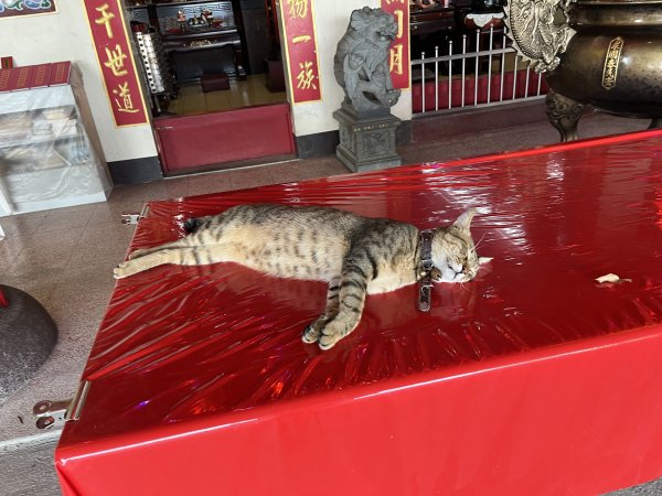 [微笑山線_第五段] 2025_0705 天上山系_五尖山2830315