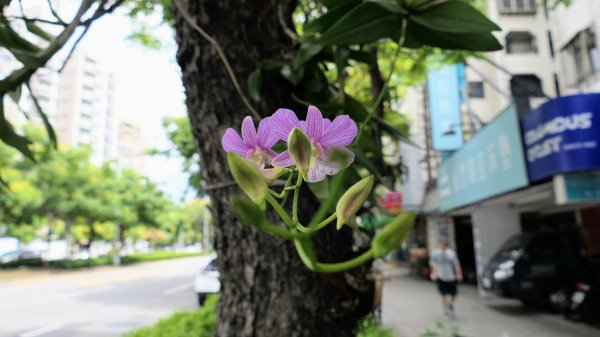 台灣欒樹,淡水紅樹林2605661