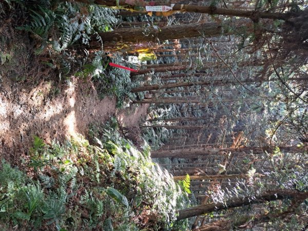 新竹十八尖山，飛鳳山，觀日坪，五指山，鵝公髻山步道3132035