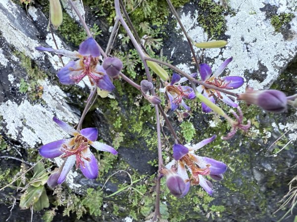 來去郡大坐龍貓公車順登對關山2822331