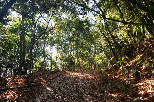 西阿里關山步道2011205