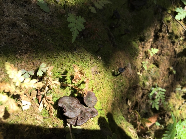 北插天山 - 北部山毛櫸與雲瀑的故鄉81539