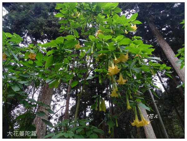 溪頭/山芙蓉之旅712622