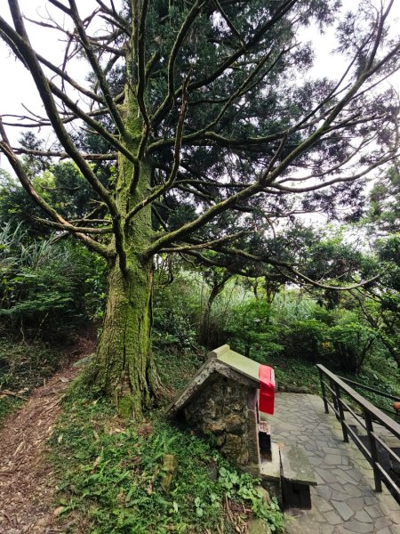 2026年臺北大縱走第三段：小油坑至風櫃口3037883