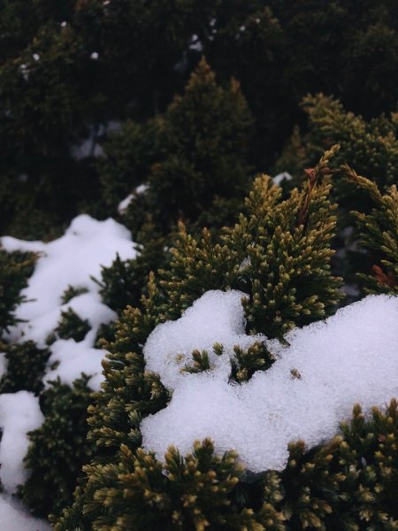 玉山四月雪封面
