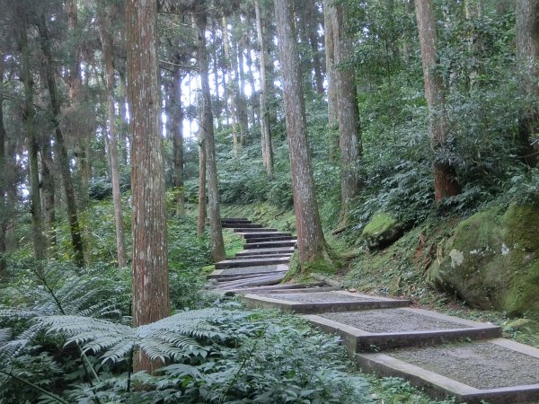 溪頭銀杏神木彩虹橋459480