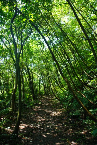 牡丹、燦光寮古道、九份1095926