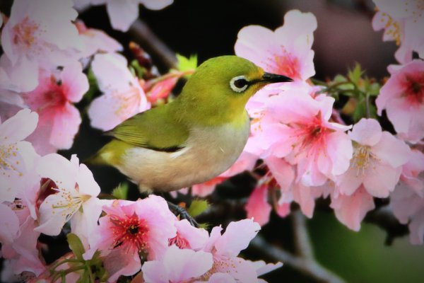 中正紀念堂隨走賞花鳥1635373