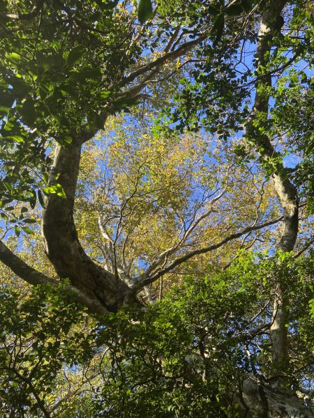 114.11.16 北得拉曼追黃金山毛櫸2937891