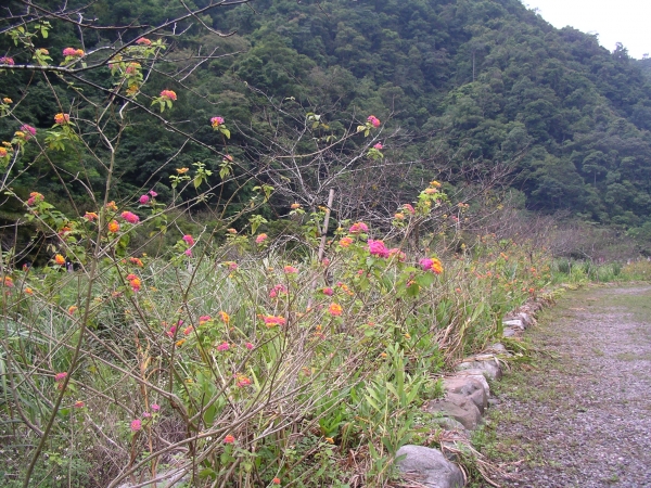 山岳之美 九寮8309