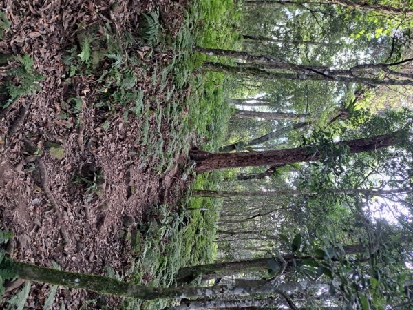 新竹十八尖山，飛鳳山，觀日坪，五指山，鵝公髻山步道3132043