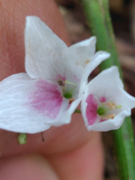 多納六秀 京大山2957530