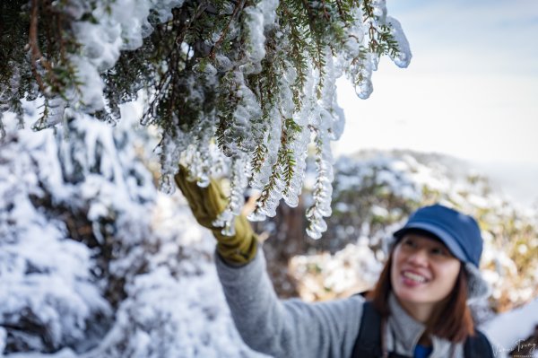 【塔曼山】雪季的糖霜白雪森林1234649