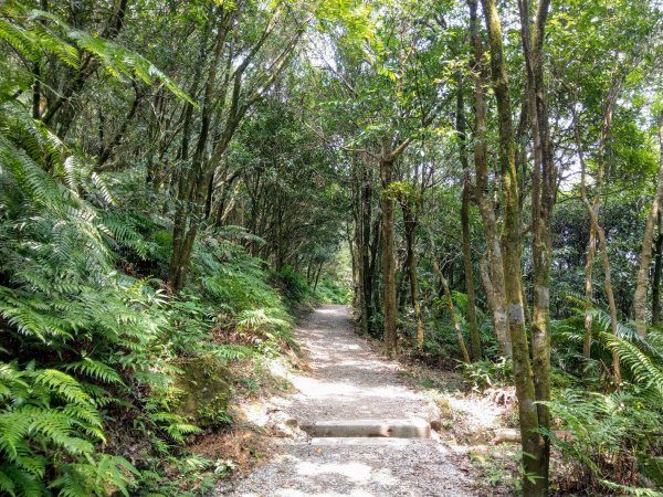 大崙頭尾親山步道走往大溝溪親水公園1430971