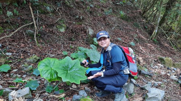 《台中》訪一葉蘭｜大雪山210林道（船型山林道）上烏石坑山202304122111373